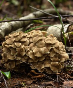 Maitake (Grifola frondosa)