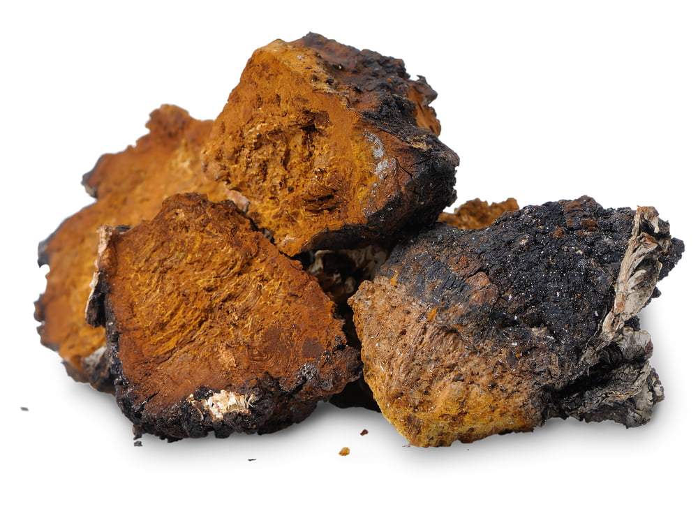 Chaga - Schiefer Schillerporling