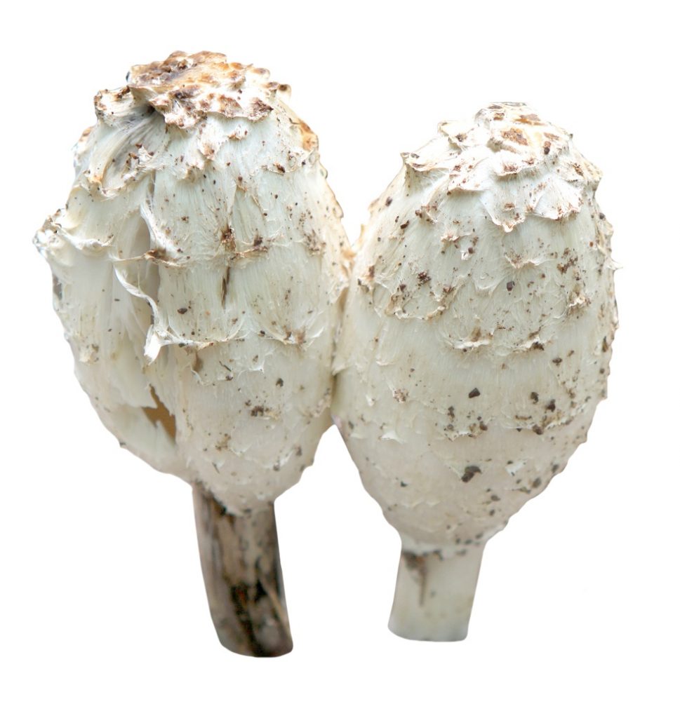 Coprinus comatus - Schopftintling