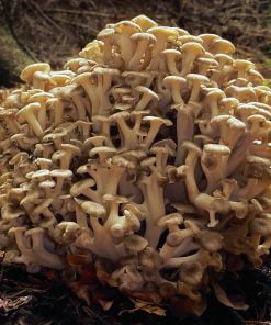 Poyporus umbellatus Eichhase