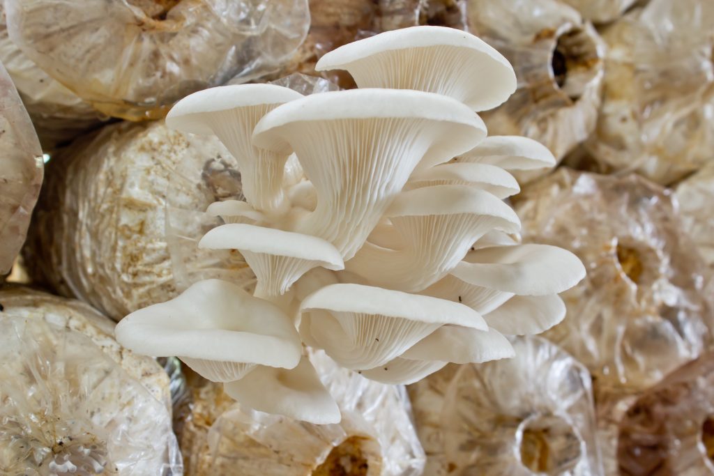 Pleurotus ostreatus, Austernseitling