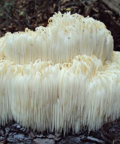 Igelstachelbart in der Natur